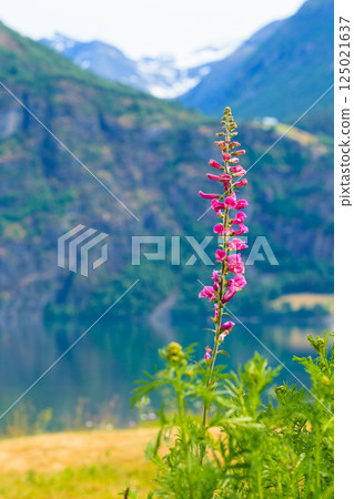 Mountains and fjord in Norway, Mountains and fjord in Norway, 125021637