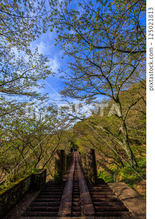 A suspension bridge with fresh greenery shining against the blue sky 125021813