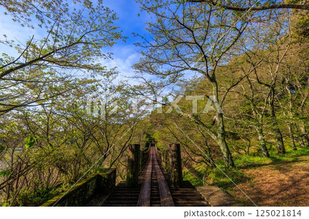 A suspension bridge with fresh greenery shining against the blue sky 125021814
