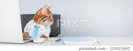 Business Cat in Shirt and Tie Working on Laptop Business Cat in Shirt and Tie Working on Laptop 125021842