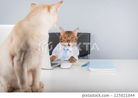 Bengal Cat in Shirt and Tie Working on Laptop. Remote Work Concept, Funny Business Animal. Bengal Cat in Shirt and Tie Working on Laptop. Remote Work Concept, Funny Business Animal. 125021844