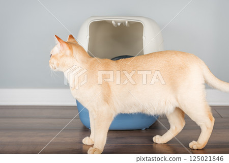 Burmese cat near litter box, pet care concept 125021846
