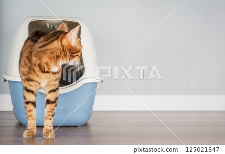 Bengal cat near litter box, pet care concept 125021847