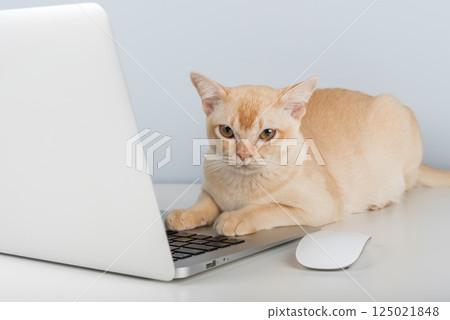 Burmese cat sitting near laptop on desk, work from home with pet concept 125021848
