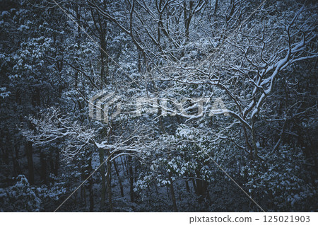 Snow-covered trees at dusk Snow-covered trees at dusk 125021903