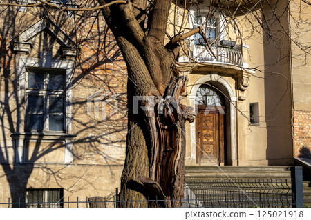 Gnarled tree with exposed trunk in front of old residential building entrance in golden sunlight Gnarled tree with exposed trunk in front of old residential building entrance in golden sunlight 125021918