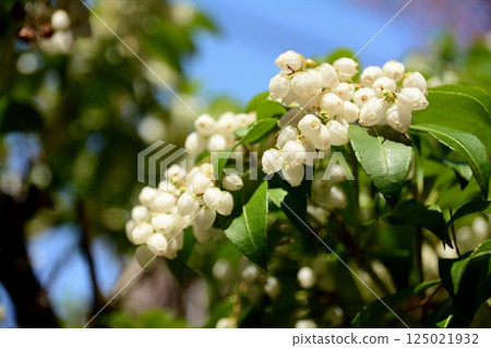 Lily of the valley 125021932