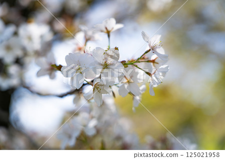 Cherry blossom Cherry blossom 125021958