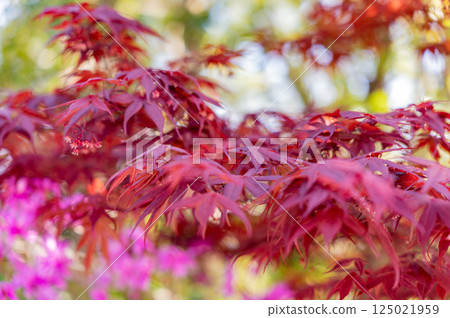 Bright autumn leaves Bright autumn leaves 125021959