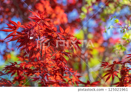 Bright autumn leaves 125021961