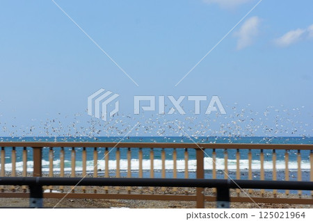 A flock of birds in the blue sky 125021964
