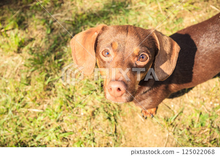 Little dog playing outside 125022068