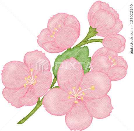 sakura flower watercolor illustration sakura flower watercolor illustration 125022140