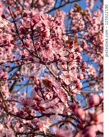 Vibrant close-up of pink cherry blossoms blooming on tree branches with blue sky in background on sunny spring day Vibrant close-up of pink cherry blossoms blooming on tree branches with blue sky in background on sunny spring day 125022190