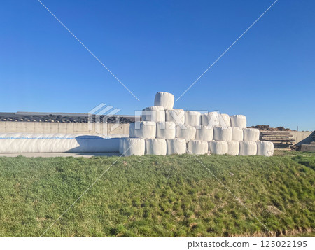 Stacked white silage bales wrapped in plastic on green grass field at rural farm under clear blue sky on sunny day 125022195