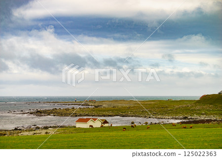 Cows on pasture. Coast landscape, south Norway 125022363