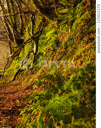 Autumn Pathway. Landscape with the autumnal forest. 125022378