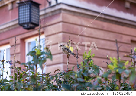 Sparrow resting on budding branch of green bush in front of historic building with windows and lantern in city center Sparrow resting on budding branch of green bush in front of historic building with windows and lantern in city center 125022494