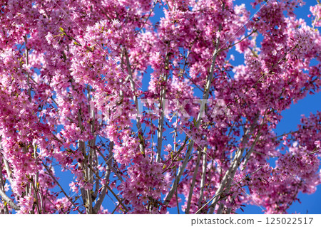 Blooming pink cherry blossom tree with vibrant flowers against clear blue spring sky in daylight 125022517