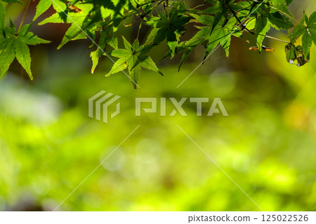 新鮮的綠色楓葉和柔和的燈光背景 125022526