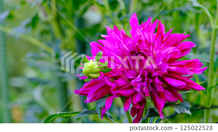 A gorgeous pink Emperor Dahlia blooms on an autumn day 125022528