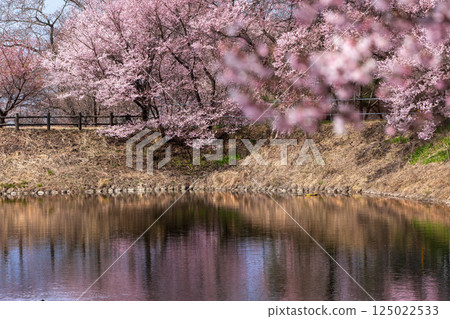Taka Touko Higanzakura Taka Touko Higanzakura 125022533