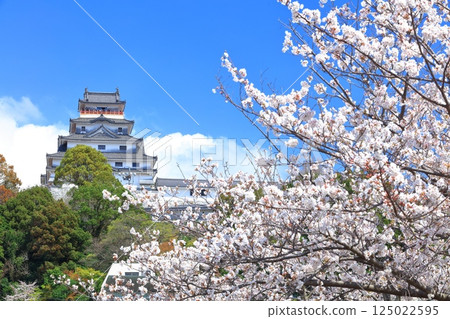[Saga Prefecture] Karatsu Castle tower on a clear day and cherry blossoms in full bloom 125022595