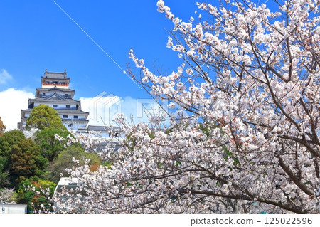 [Saga Prefecture] Karatsu Castle tower on a clear day and cherry blossoms in full bloom 125022596