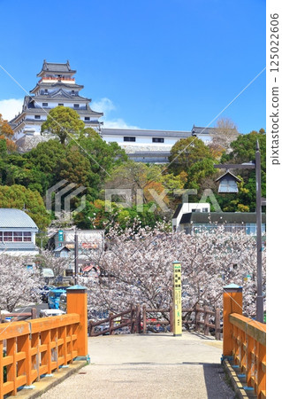 [Saga Prefecture] Karatsu Castle tower on a clear day and cherry blossoms in full bloom 125022606