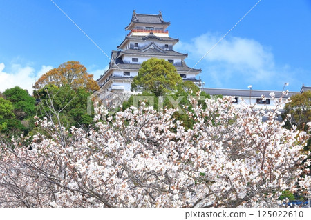 [Saga Prefecture] Karatsu Castle tower on a clear day and cherry blossoms in full bloom 125022610