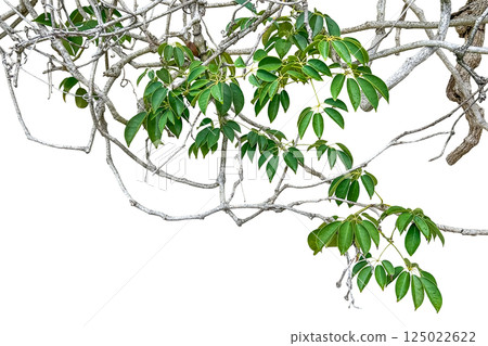 A cutting of a beautiful mulberry tree with its vine branches and green leaves. 125022622