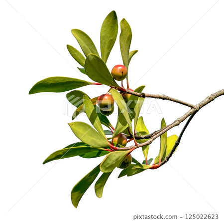 Cutting of a Japanese quince tree with colored berries Cutting of a Japanese quince tree with colored berries 125022623