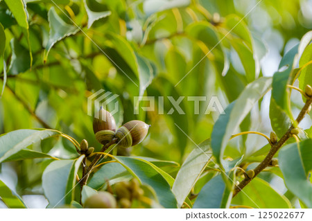 Sunlight filtering through green acorn trees 125022677