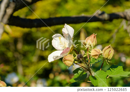 白色的芙蓉花在柔和的陽光下綻放 125022685
