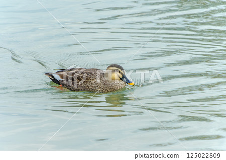 A mallard duck swimming leisurely on the water surface 125022809
