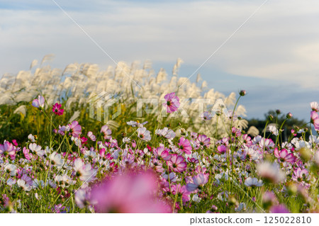 Autumn field filled with pink and white cosmos Autumn field filled with pink and white cosmos 125022810