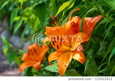 Bright orange lilies blooming in the shade of summer trees 125022812