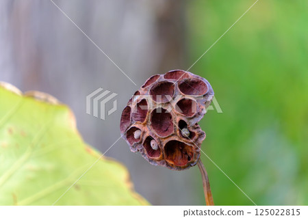 Withered lotus seeds tell the story of the changing seasons 125022815