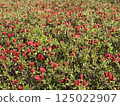 A field of tiny red azalea buds 125022907