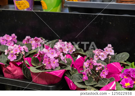 Blooming African violets with pink and purple petals in decorative flowerpots on store shelf with soft lighting and lush green leaves surrounding the blossoms 125022938