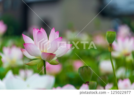 柔和燈光下的蓮花 125022977