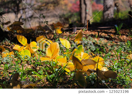Golden Leaves In Sunlit Forest Clearing Amid Seasonal Dec 4 2024 125023196