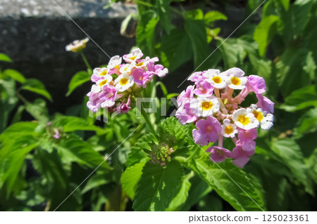 A vibrant plant with small lantana flowers. A vibrant plant with small lantana flowers. 125023361