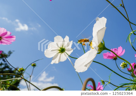 藍天下，白色波斯菊與飛舞的蜜蜂 125023364