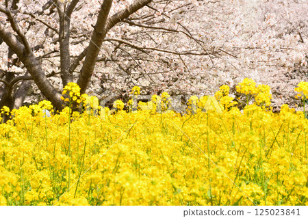 Sakura and rape flower 125023841