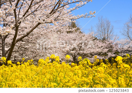Sakura and rape flower 125023843