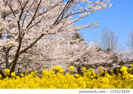 Sakura and rape flower 125023844