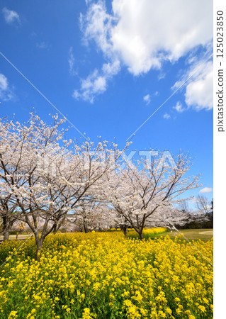 Sakura and rape flower 125023850