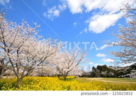 Sakura and rape flower 125023852