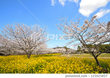 櫻花和油菜花 125023857